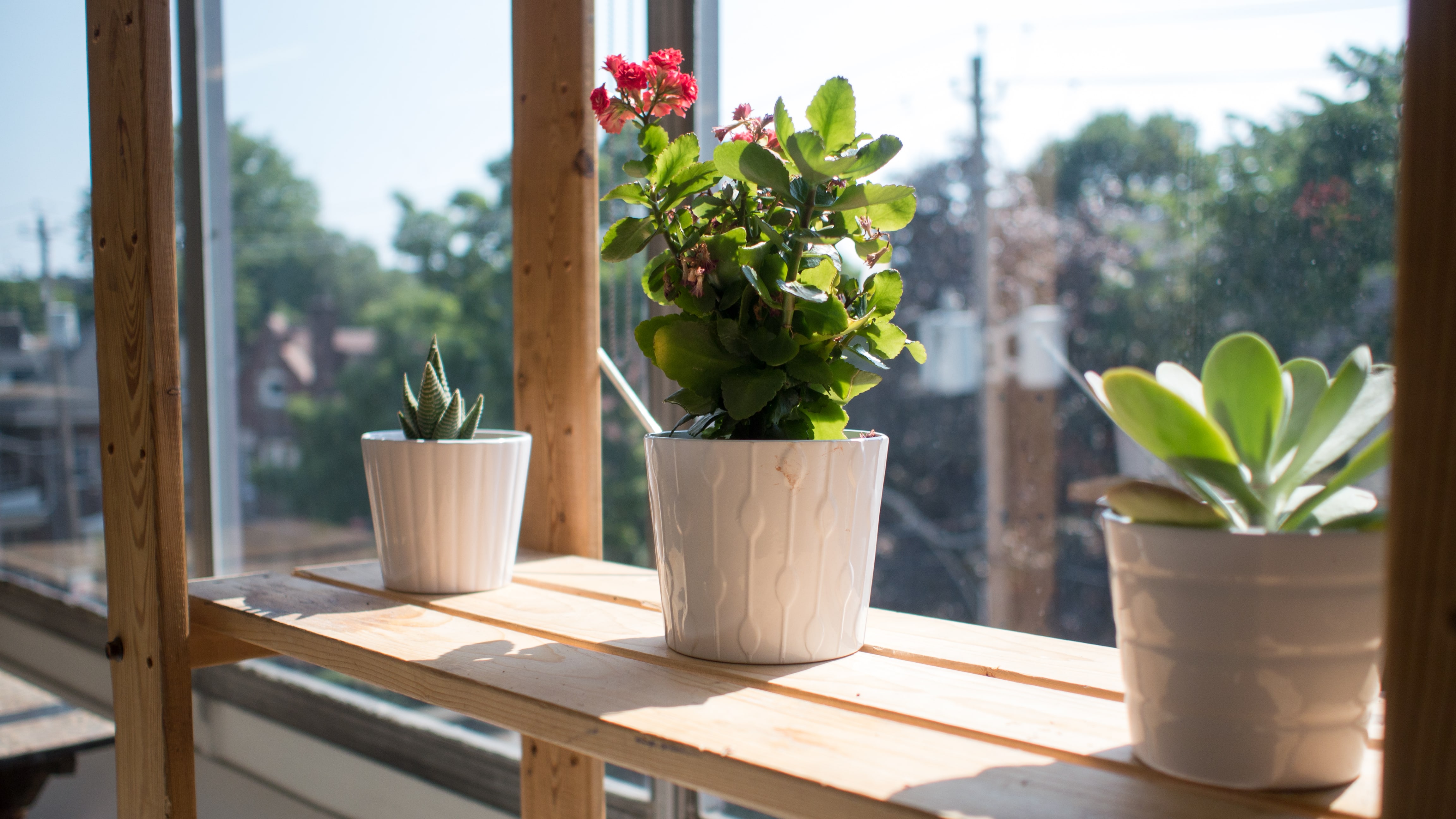 A row of three plants on a shelf near a sunny window